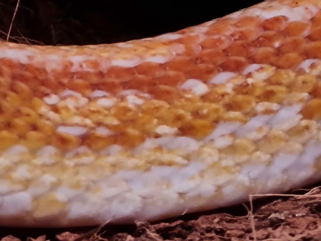 Slangen huid slang